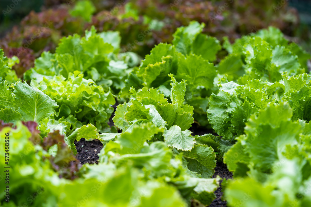 Veggies with green leaves and russet vegetables The leaves have wavy edges. with brief succulent stalks. Veggies with green leaves and russet vegetables The leaves have wavy edges. with brief succulent stalks.