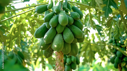 A papaya tree with several wavy green leaves bears many unripe fruits.