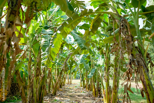 A real organic banana farm  a lot of Banana trees which have been arranged in a row under the afternoon sunshine.