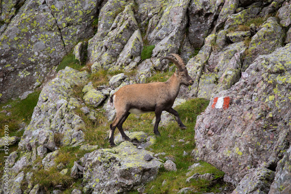 An encounter with a mountain goat (ibex) on a trail near the Rifugo Bernini. Hiking the Sentiero delle Orobie in the Italian Alps. An encounter with a mountain goat (ibex) on a trail near the Rifugo Bernini. Hiking the Sentiero delle Orobie in the Italian Alps.