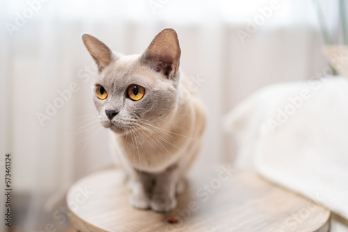 Lillac Burmese Cat with gold eyes portrait close-up. Cat with beige fur color and yellow eyes,  playful looking. © Julija