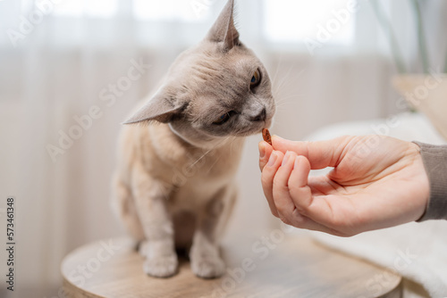 Hungry Burmese cat gets a treats. Cat getting fed with treats by owner hand. photo