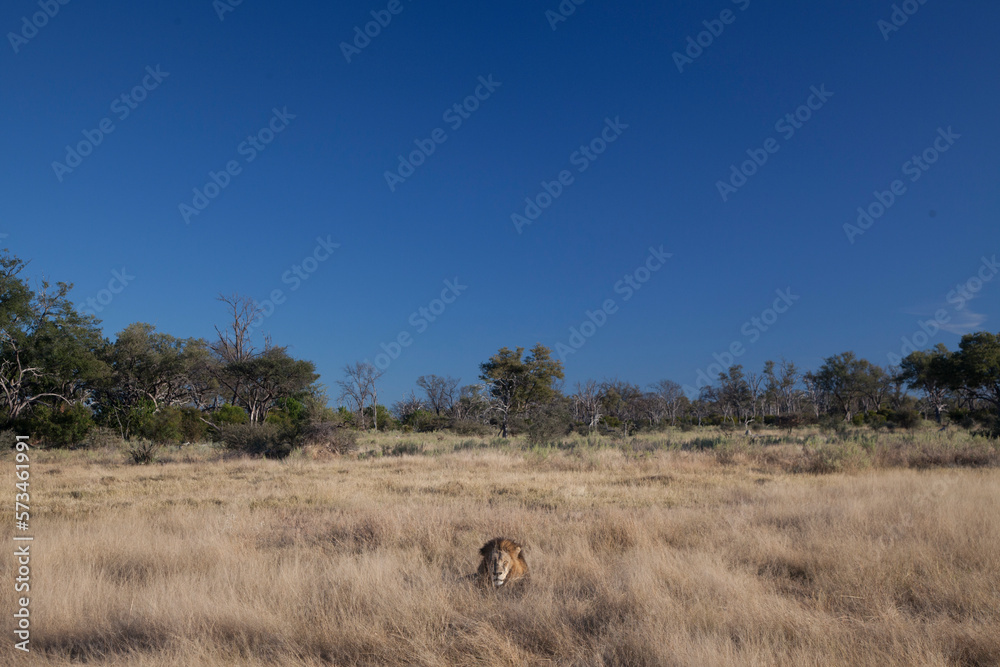 Lion (Panthera leo) lying in savannah, Kalahari Desert, Botswana Lion (Panthera leo) lying in savannah, Kalahari Desert, Botswana