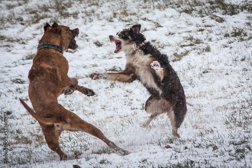 Dogs fighting while playing outdoors in winter, Johnstown, Ohio, USA photo