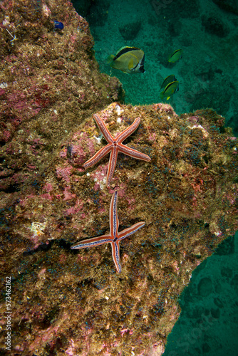 starfish photographed while SCUBA diving in Tamarindo, Costa Rica photo