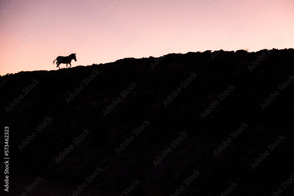 Silhouette of zebra walking on hill,†Kunene, Kunene, Namibia Silhouette of zebra walking on hill,†Kunene, Kunene, Namibia