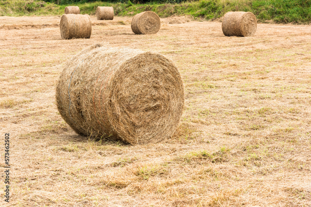The landscape of hay rolls in the fields of Manzhou, Pingtung, Taiwan The landscape of hay rolls in the fields of Manzhou, Pingtung, Taiwan