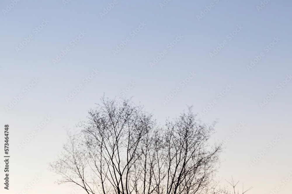 Bare trees against clear sky, Phippsburg, Maine, USA Bare trees against clear sky, Phippsburg, Maine, USA