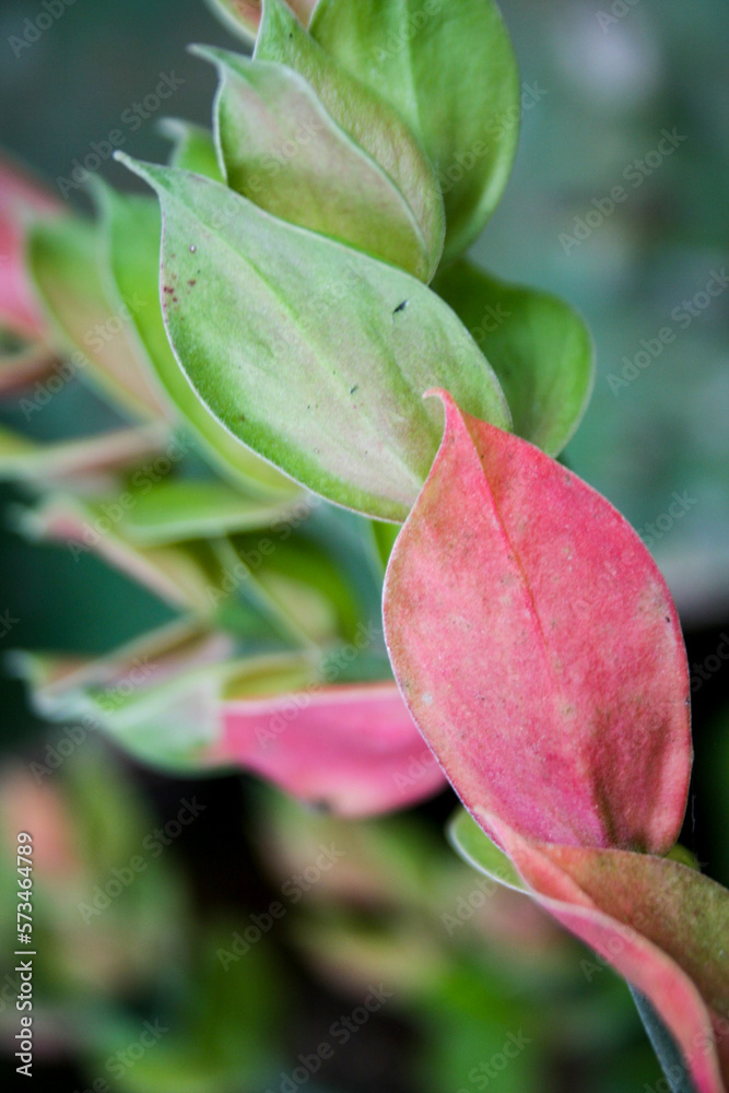 pink and green leaves beautyful nature in garden