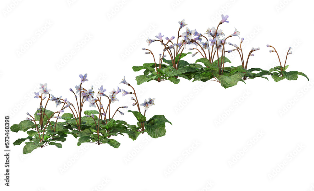 Plants and shrubs on a transparent background Plants and shrubs on a transparent background