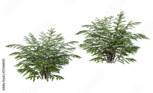 Plants and shrubs on a transparent background