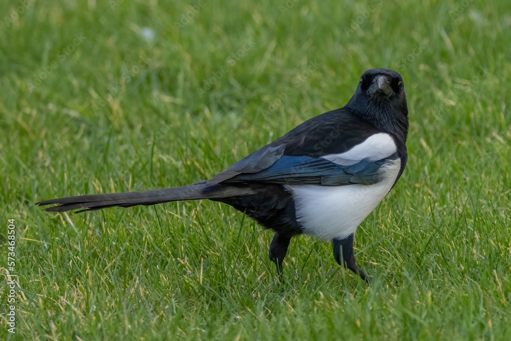 Magpie on the grass