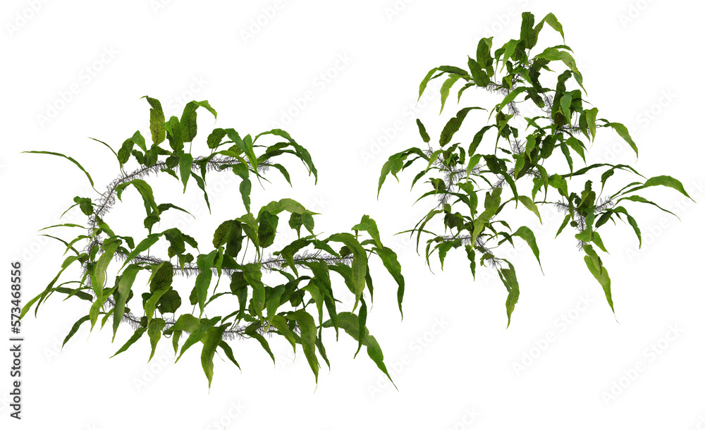 Fototapeta premium Plants and shrubs on a transparent background