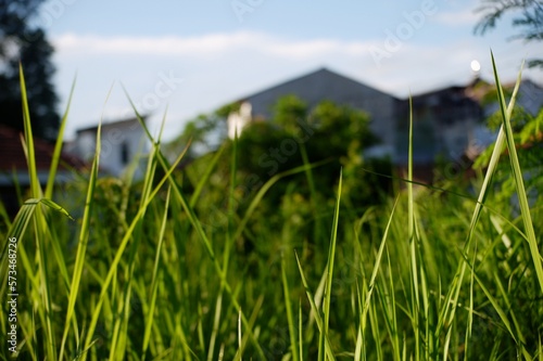 grass and sky