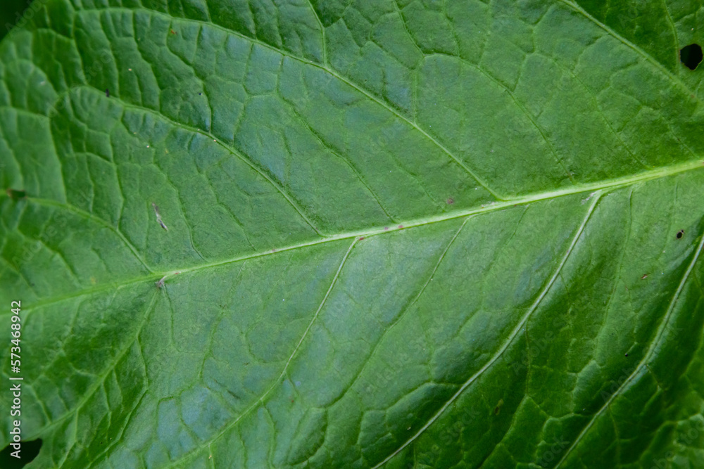 Abstract green leaves texture for background. Natural environment, ecological concept Abstract green leaves texture for background. Natural environment, ecological concept