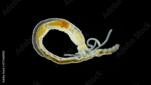 Worm Polychaeta, family Terebellidae under the microscope. Sample found in the Barents Sea photo