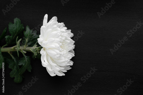 white chrysanthemum