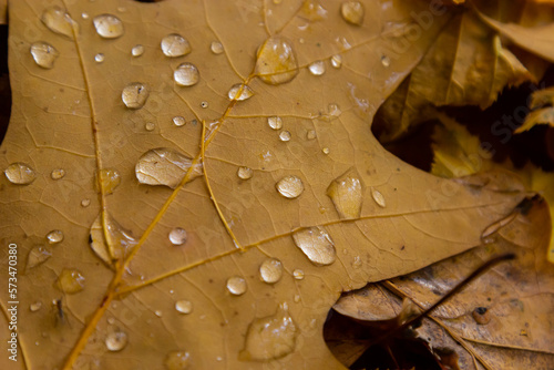Orange and yellow fallen leaves with dew drops. Autumn leaves with water drops close-up. Dry Autumn Leaf Covered by Water Drops of Rain on Ground