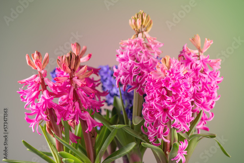 Hyacinth purple  pink and blue flowers bunch on green background. Beautiful scented spring blooming jacinth flower. Easter bouquet. Flower design 