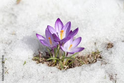 Purple crocus flower blooms against the backdrop of snow on a spring sunny day. Primrose bloomed after winter, template for postcard or cover.