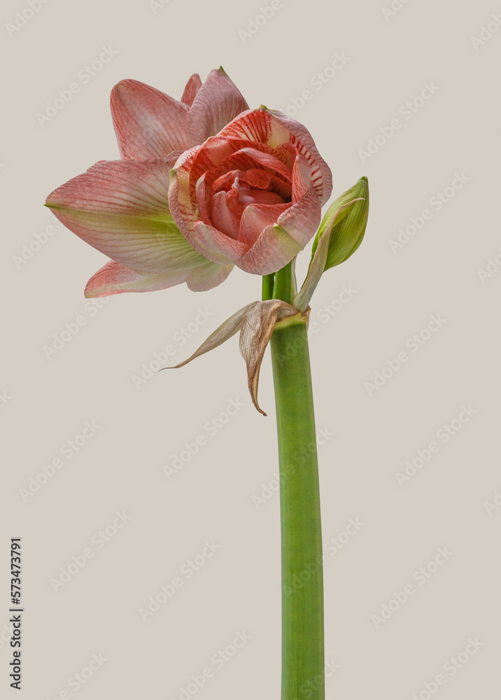 Amaryllis (Hippeastrum) Amaryllis (Hippeastrum)