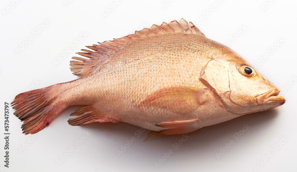 Fresh red snapper isolated on white background Fresh red snapper isolated on white background