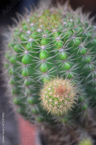 Close up shot of cactus with baby cacti