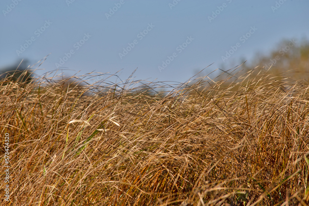Fototapeta premium Yellow Grass Line Against Autumn Scenery With Trees and Blue Skies on Field of Polesye Natural Resort in Belarus.