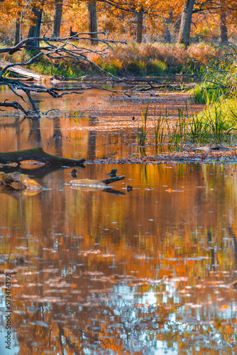 Old River Snags Against Dried Brown Trees and Field Grass in Autumn Against Seasonal Scenery in Polesye Natural Resort. photo