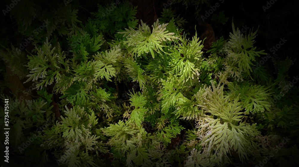 The morning light illuminates many beautiful leaves in the front garden