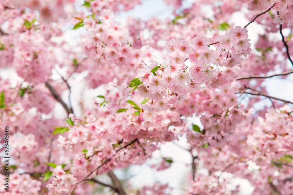 	
Spring tree with pink flowers. Spring border or background art with pink blossom. Beautiful nature scene with blossoming tree and sunlight.