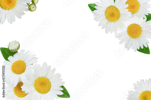 chamomile or daisies petals isolated on white background Top view with copy space for your text. Flat lay