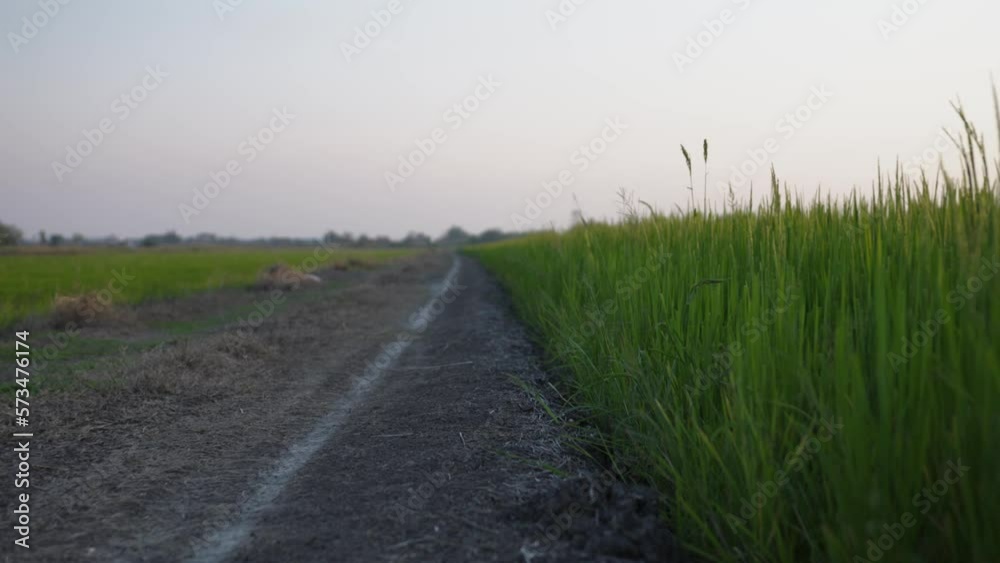 walking road path in the green rice field walking road path in the green rice field