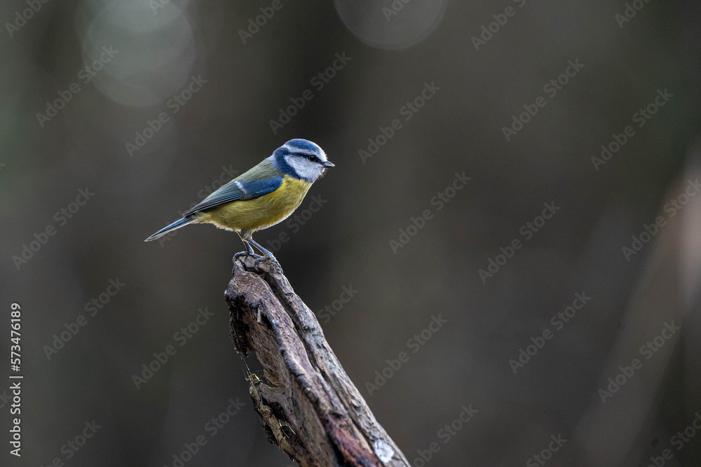 Blue Tit (Cyanistes caeruleus) perched on a fallen branch Blue Tit (Cyanistes caeruleus) perched on a fallen branch
