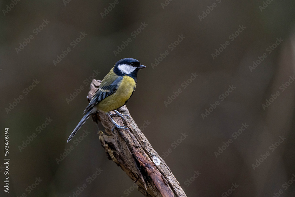 Fototapeta premium Great Tit (Parus major) perched on a stick