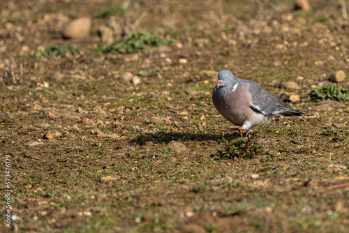 Wood pigeon (Columba palumbus) walking on muddy ground