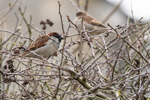 House Sparrows (Passer domesticus) in a hawthorn hedge.
