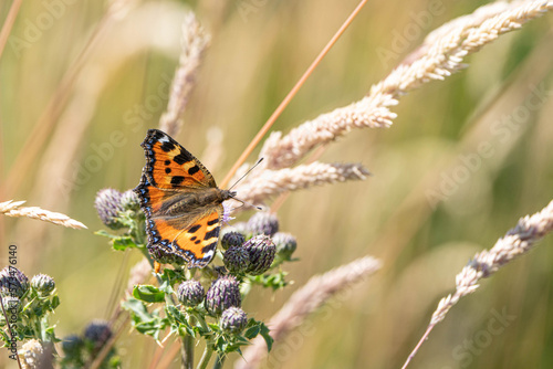 Small Tortoiseshell butterfly (Aglais urticae)