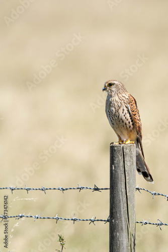 Female Common Kestrel (Falco tinnunculus) or Eurasian Kestrel perched on a fence post