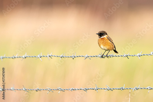 Male Stonechat (Saxicola rubicola) sat on barbed wire fence, colourful background