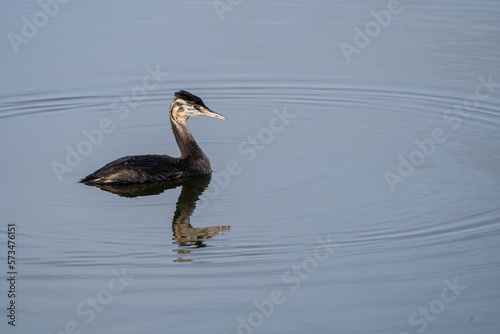 Winter plumage Great-crested grebe (Podiceps cristatus) with reflection