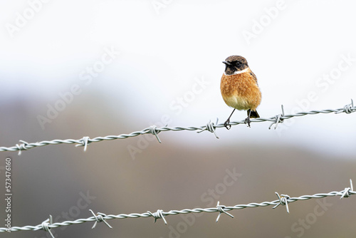 Male Stonechat (Saxicola rubicola) on barbed wire fence, pale background