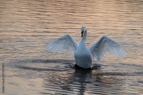 Mute Swan (Cygnus olor) flapping its wings at Sunset