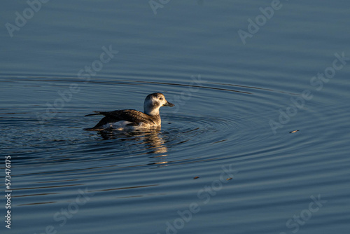 Female Long-tailed Duck (Clangula hyemalis) swimming on an inland lake
