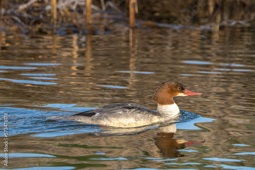 Female Goosander (Mergus merganser) swimming along a river