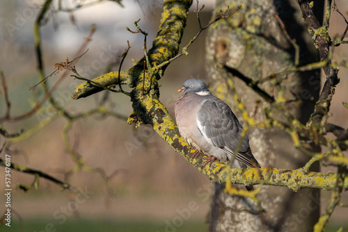Wood pigeon (Columba palumbus) resting on tree branch
