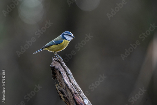 Blue Tit (Cyanistes caeruleus) perched on a fallen branch