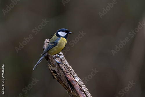 Great Tit (Parus major) perched on a stick © Ashley Crombet-Beole