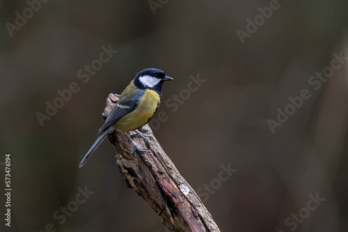 Great Tit (Parus major) perched on a stick