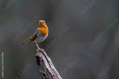 Perched Robin